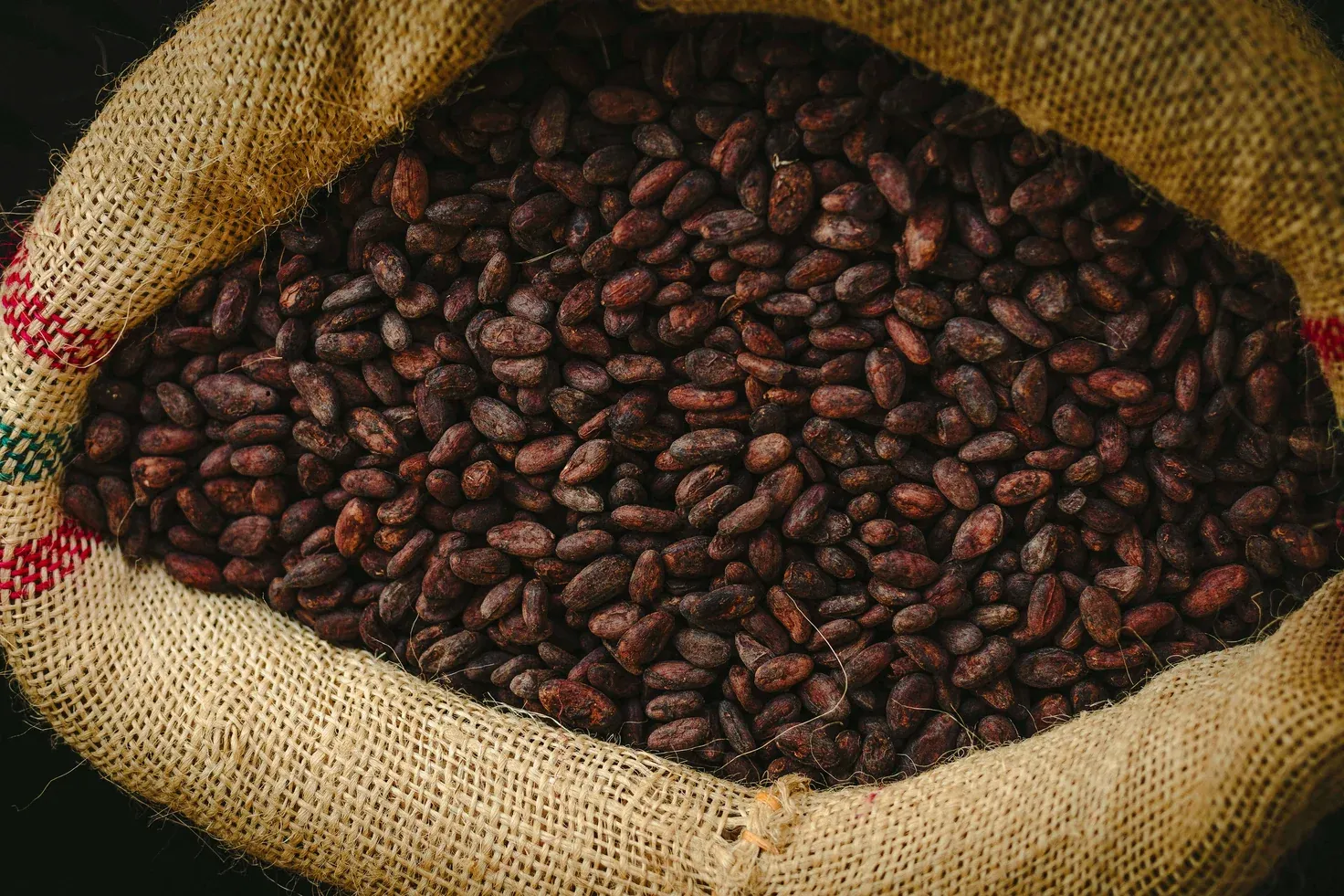 Fermented and dried cacao beans in a jute sack.