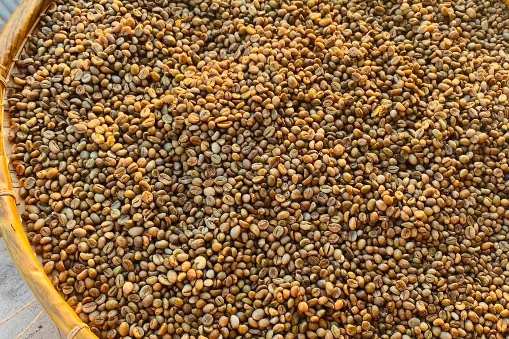Coffee beans drying in a woven tray before roasting.
